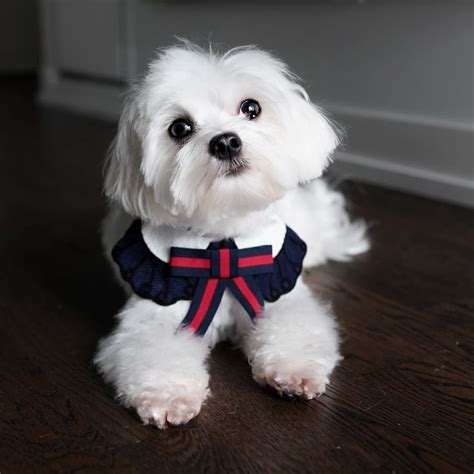 Pin On Matipoo Maltese Puppy Maltese Dogs Dog Grooming