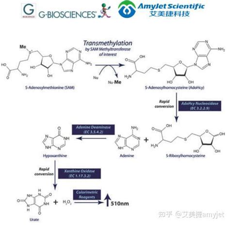 艾美捷丨g Biosciences丨sam510™：sam 甲基转移酶检测方案 知乎