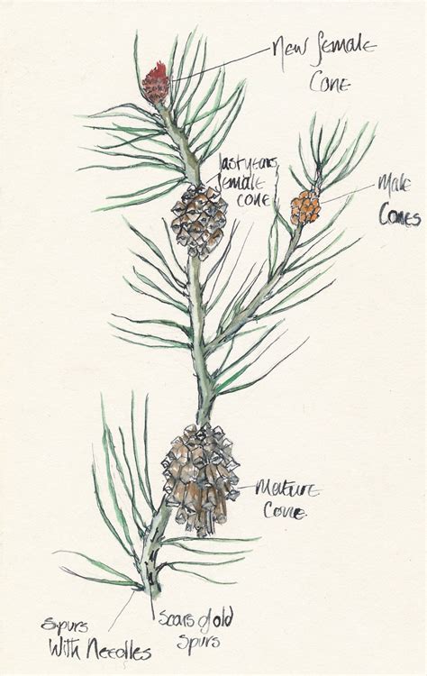 Mr Bell S Sketch Of A Scots Pine Pinus Sylvestris Shoot And Cones