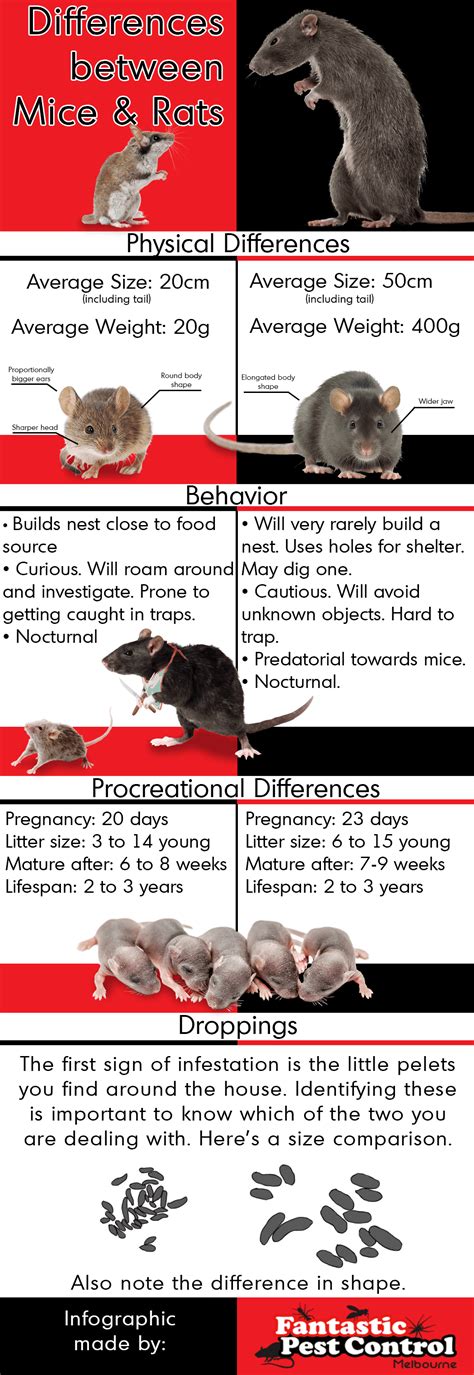 The Difference Between Mice and Rats | Fantatsic Pest Control