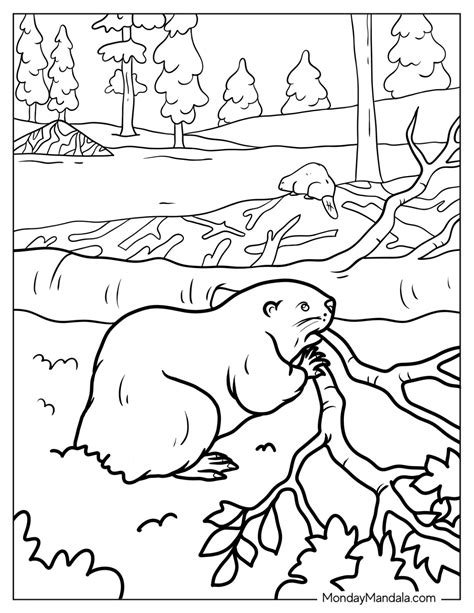 20 Beaver Coloring Pages (Free PDF Printables)