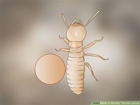 3 Ways To Identify Termite Larvae Wikihow