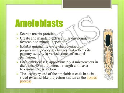 Amelogenesis Ppt