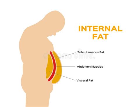 Subcutaneous fat in human stock vector. Illustration of belly - 18773076