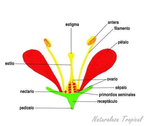 Morfolog A De Las Flores Componentes Florales