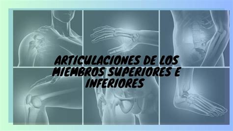 Articulaciones De Los Miembros Superiores E Inferiores Karla Lizbeth