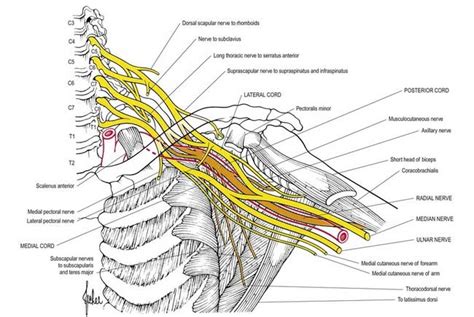 Brachial Plexus Nerves Labeled