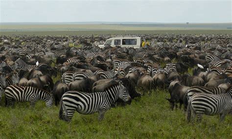 Wildebeest Migration - Predators Safari Club