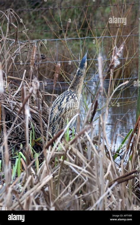 Bittern Botaurus Stellaris Standing Amongst Reeds Back View Stock Photo