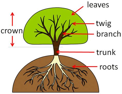 Parts Of A Tree With Splits Diagram Parts Of A Tree