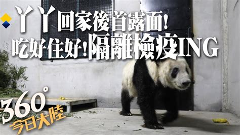 貓熊丫丫回家後首露面上海動物園隔離檢疫ing 吃好住好專家24小時陪護料30天後出關【360°今日大陸】20230428 全球大