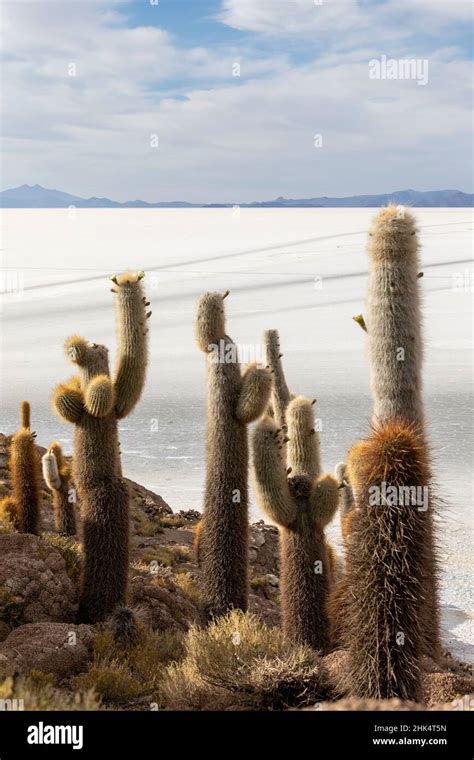 Un Bosque De Cactus De Card N Gigante Echinopsis Atacamensis Que