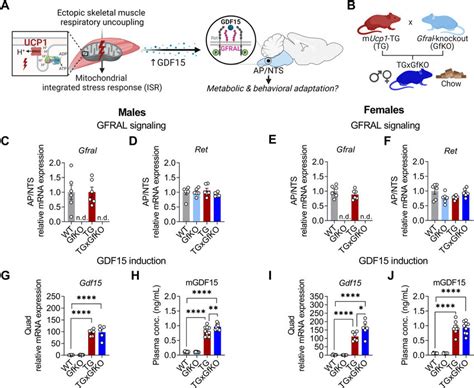 Mitochondrial Stress Induced Gfral Signaling Induces A Lean Phenotype