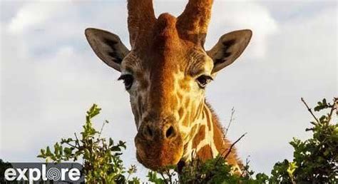 African River Wildlife – Explore.org LIVECAM - Live Cams & Streaming ...