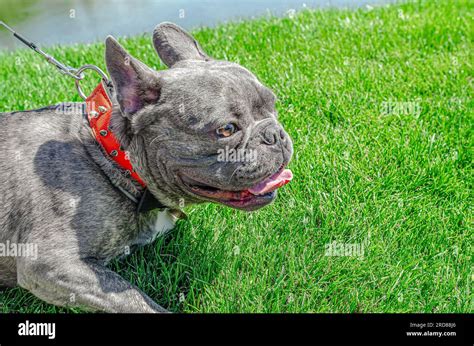 Liver French Bulldog