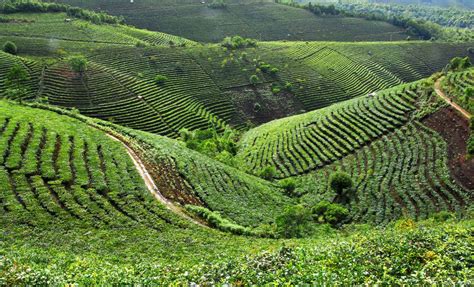 Puer Tea Garden Puer Yunnan Province Puer Photos Easy Tour China