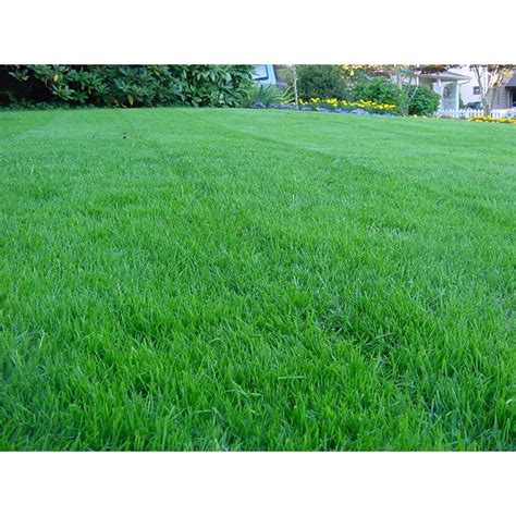 Kentucky Bluegrass Seed 1 Lb Seed World