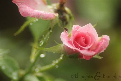 Thoughts and Thimbles: Raindrops on Roses