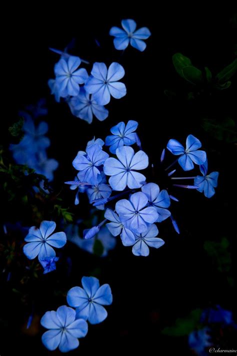 Dark Blue Floral Wallpapers - Top Free Dark Blue Floral Backgrounds ...