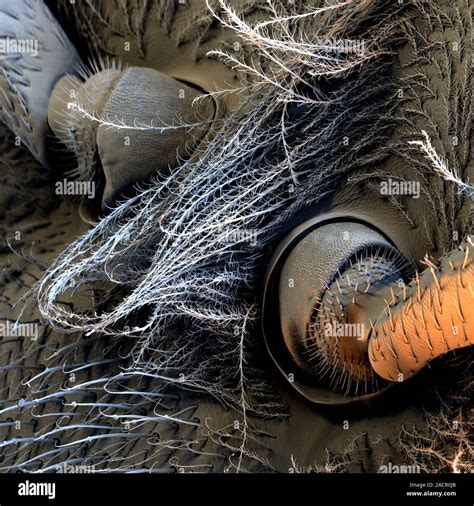 Honey Bee Antennae Coloured Scanning Electron Micrograph Sem Of The