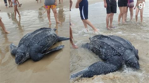 Tartaruga De Couro Encontrada Morta Em Praia Do Litoral Norte Do Rs