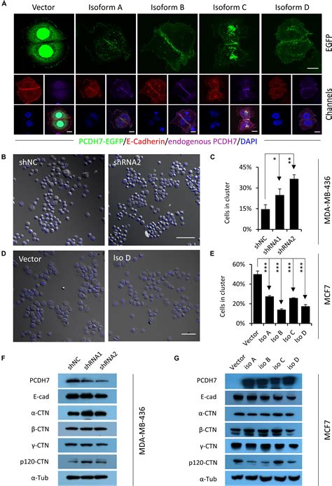 Frontiers PCDH7 Inhibits The Formation Of Homotypic Cell In Cell