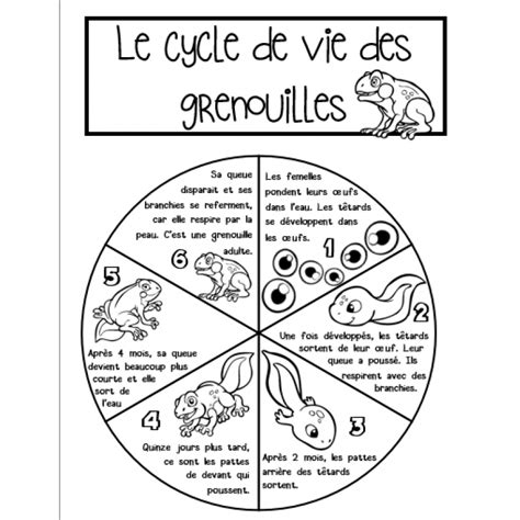 Roue Du Cycle De Vie De La Grenouille