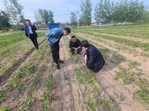 省大豆玉米带状复合种植专家来淮调研