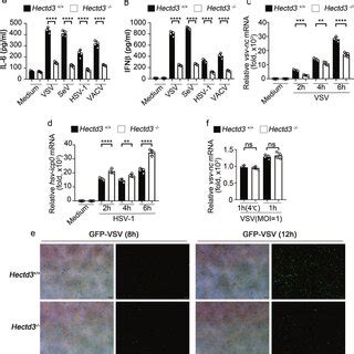 HECTD3 Deficiency Impairs RNA Virus Induced Innate Cytokine Production