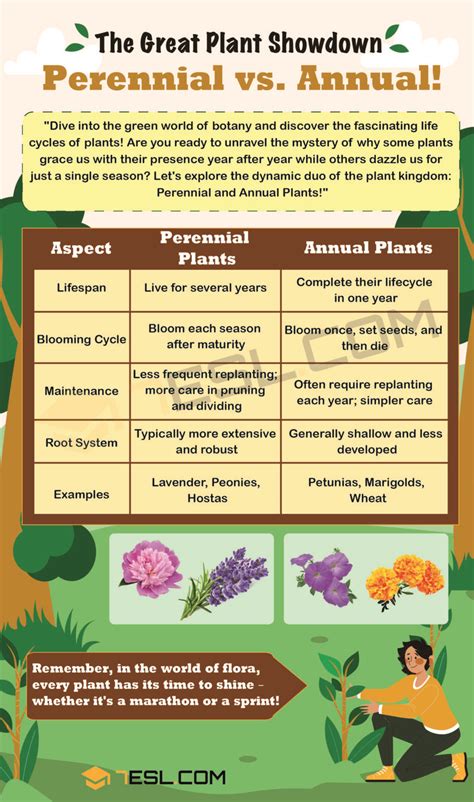 Perennial Vs Annual Difference Between Perennial And Annual Plants • 7esl