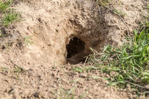 Premium Photo | Gopher burrow in nature closeup