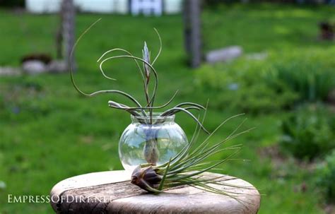 How To Grow Air Plants Tillandsias Empress Of Dirt