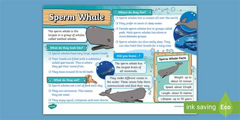 Sperm Whale Fact File (teacher made) - Twinkl