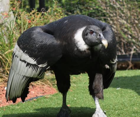 Andean Condor Facts | Anatomy, Diet, Habitat, Behavior - Animals Time