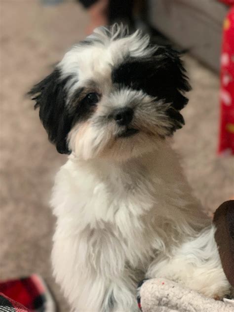 Shih Tzu for adoption | Dogs & Puppies for Rehoming | Edmonton | Kijiji