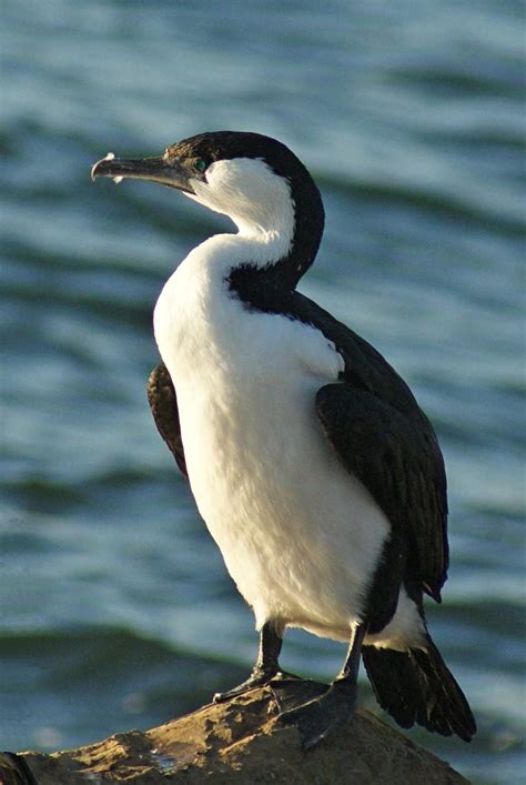 Black Faced Cormorant Tony Keene Birds