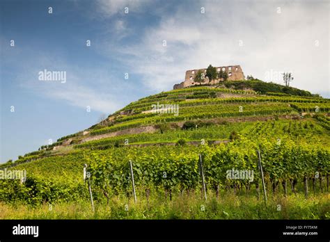 Staufen Castle Ruins On The Vineyard Staufen Im Breisgau Black Forest