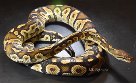 Carpet Ball Python Hybrid Carpet Vidalondon