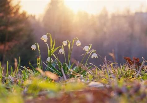 Small White Flowers Growing In The Grass On A Sunny Day With Trees In