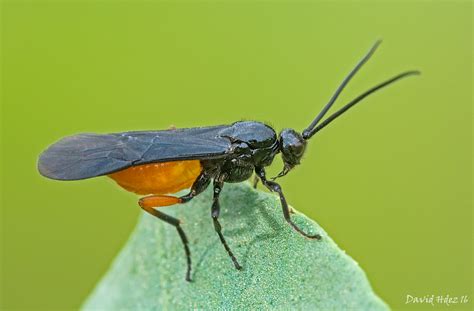 David Hernández: Braconidae sp