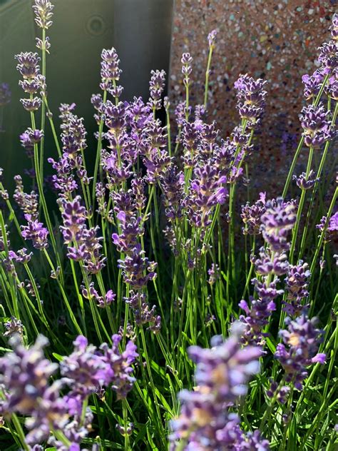 Lavandula Angustifolia Royal Velvet PictureThis