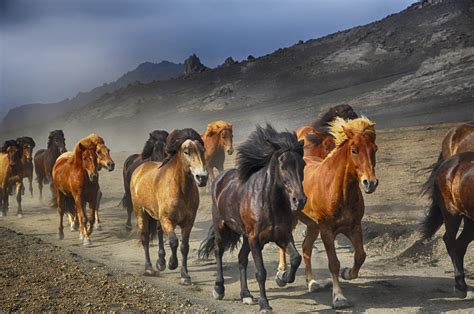 Assorted Color Horses Near Mountain Hd Wallpaper Wallpaper Flare