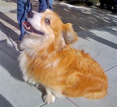 Cocker Spaniel Corgi Mix Puppies