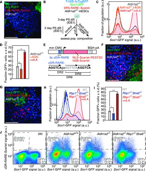 Aldh1a2 Independent Ra Signaling During Ps Like Differentiation A