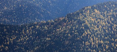 The Forest Trekking Eine Trekkingtour in wilden Wälder der