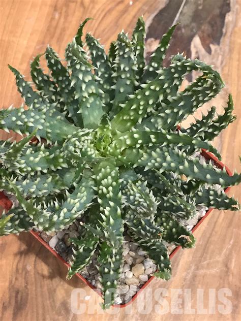 Shpr Aloe Humilis X Pratensis Cactus Online