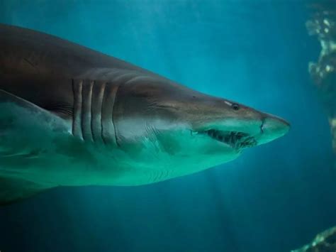 A Large And Scary Looking Shark Was Caught In A Maine River