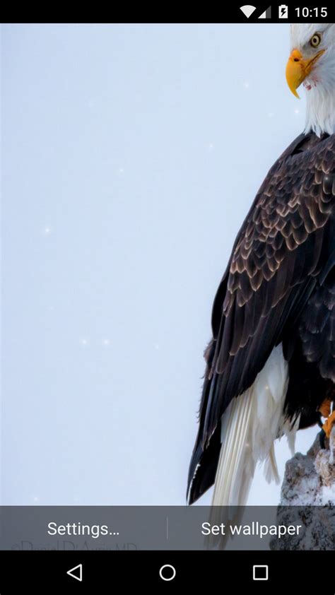 Eagle Live Wallpaper Hdamazonesappstore For Android