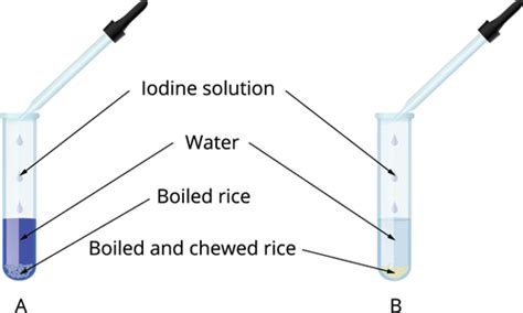 Activity Effect Of Saliva On Starch Class Cbse Class Notes