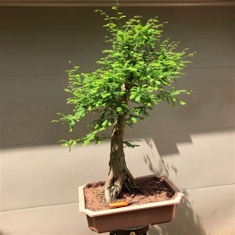 Bald Cypress Bonsai BC-20D – Bella Bonsai